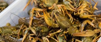 Crayfish can be stored live or boiled for several days (they cannot be stored for a long time)