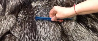 Combing silver fox fur