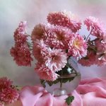 Luxurious chrysanthemums in a vase