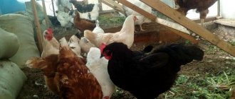 Ways to get rid of odor in a chicken coop.