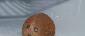 Срок годности кокоса и продуктов из него в домашних условиях