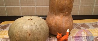 pumpkins of different varieties