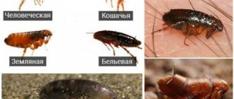 flea species