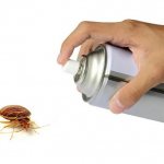Removing bedbugs