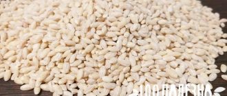 pearl barley grains on the table
