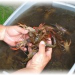 live crayfish in the basin